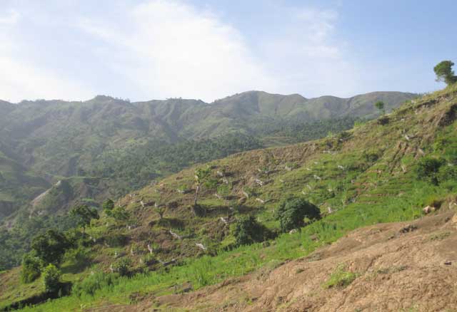 Les défis du reboisement • The challenges of reforestation