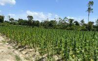 $1.54-billion-in-marijuana-plants-destroyed-at-ebini,-develdt