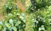 no.-3,-west-berbice,-farmers-claim-contractor-spraying-weedicide-destroyed-their-crops