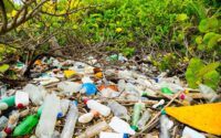 plastic-bottles-killing-mangroves-that-protect-the-coast-–-ug-researcher