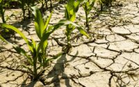 as-serious-dry-season-unfolds,-guyana-assessing-how-much-water-it-needs-to-store