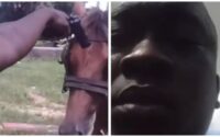 man-shoots-injured-horse-and-then-burns-carcass