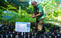 why-is-guyana-spending-big-to-replant-patches-in-its-forest?