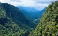 guyana-secures-more-support-for-its-ambitious-forest-saving-plans