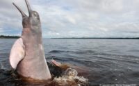 pink-river-dolphins-found-in-rupununi