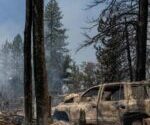 en-californie,-faut-il-replanter-les-sequoias-detruits-par-les-feux ?