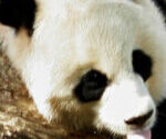 la-chine-reprend-les-pandas-geants-qu’elle-avait-pretes-aux-zoos-americains