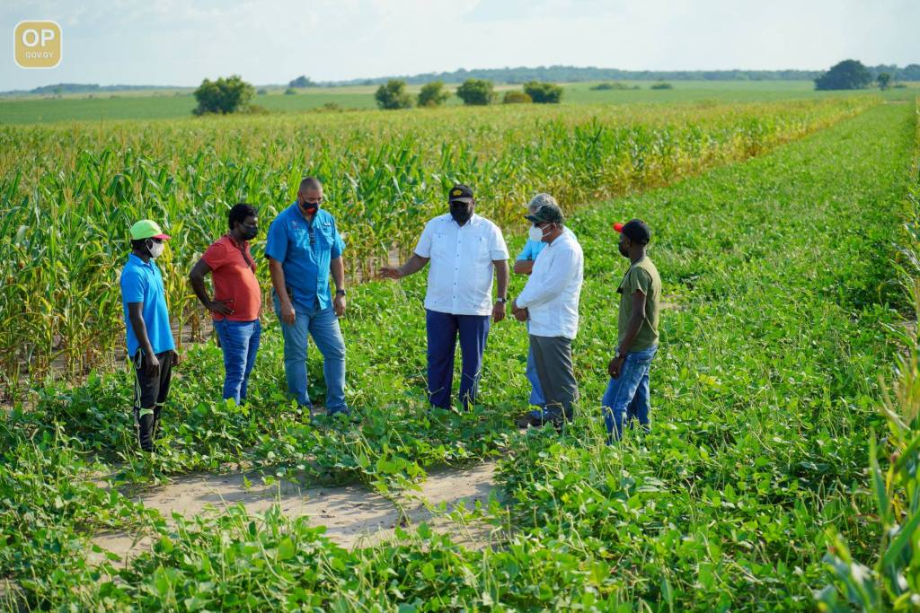 Guyana can produce enough corn, soya for livestock industry in two years – Mustapha