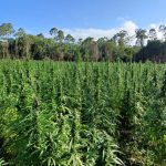 Ganja plants worth $255M destroyed near Upper Berbice River