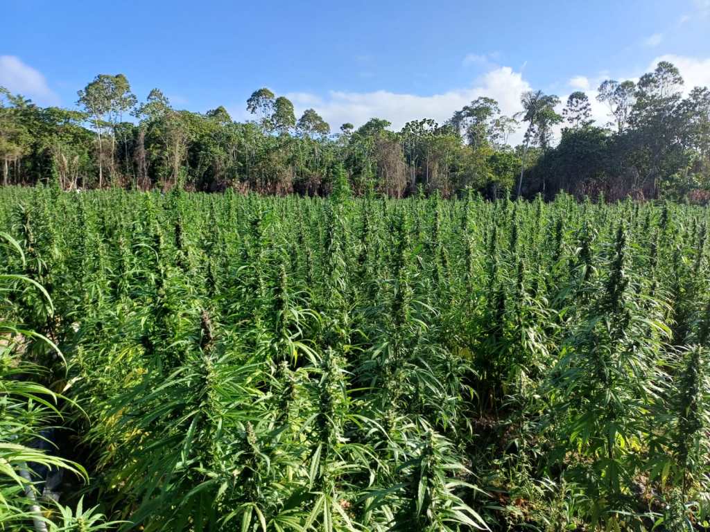 Ganja plants worth $255M destroyed near Upper Berbice River