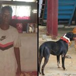 Owner of pit bulls that mauled man to death arrested
