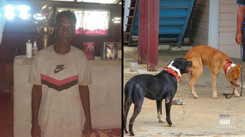 Owner of pit bulls that mauled man to death arrested