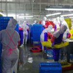 Les Nord-Coréens, esclaves modernes des usines chinoises de transformation du poisson