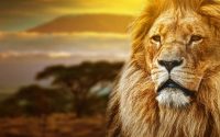 disney-company-holds-auditions-for-“the-lion-king”-in-kingston