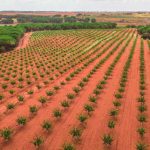 En Espagne, les fonds d’investissement achètent en masse des terres agricoles