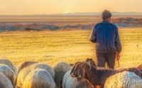 weekly-devotional:-trusting-the-shepherd