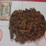 Miner, cook nabbed with cannabis during police raid