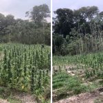 10,000 plants, 34lbs dried cannabis destroyed by cops