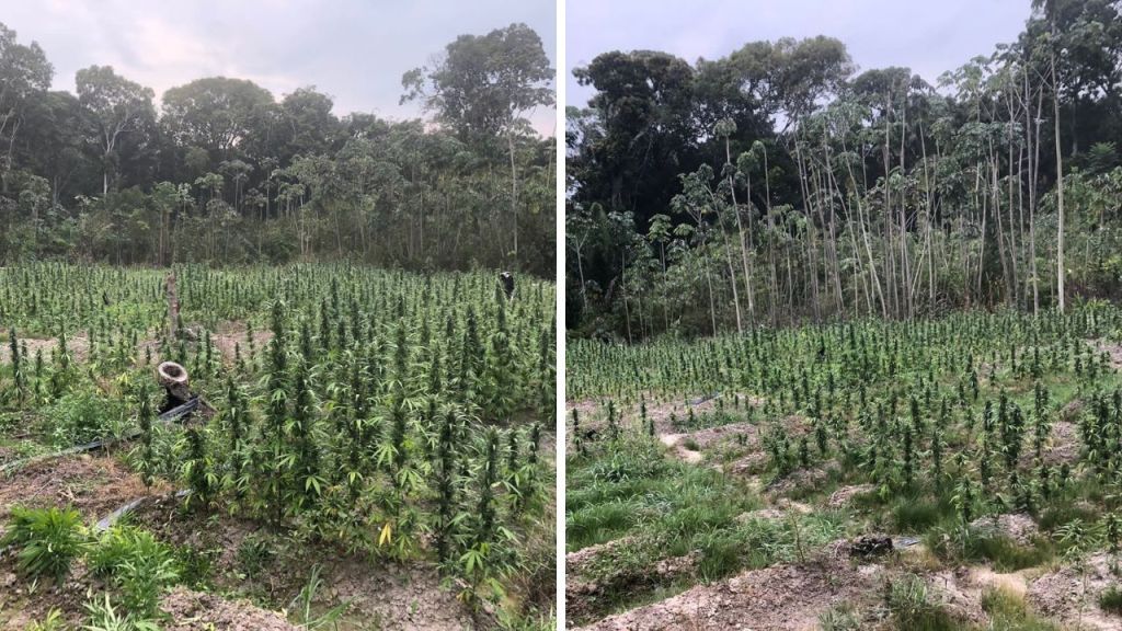 10,000 plants, 34lbs dried cannabis destroyed by cops