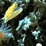 La Grande Barrière de corail d’Australie victime d’un processus de « blanchissement massif »
