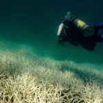En Australie, sous l’effet du réchauffement climatique, la Grande Barrière de corail subit un épisode de « blanchissement massif »
