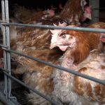 Bien-être animal : un collectif citoyen porte plainte contre la Commission européenne pour inaction contre l’élevage en cage