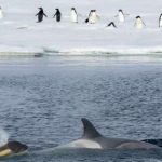 « L’Union européenne doit plaider pour la création d’aires marines protégées en Antarctique »