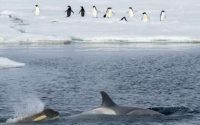 « l’union-europeenne-doit-plaider-pour-la-creation-d’aires-marines-protegees-en-antarctique »