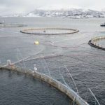 En Norvège, une mortalité record dans les fermes à saumons