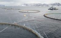 en-norvege,-une-mortalite-record-dans-les-fermes-a-saumons