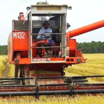 Record rice crop brings optimism but falling global prices pose challenges
