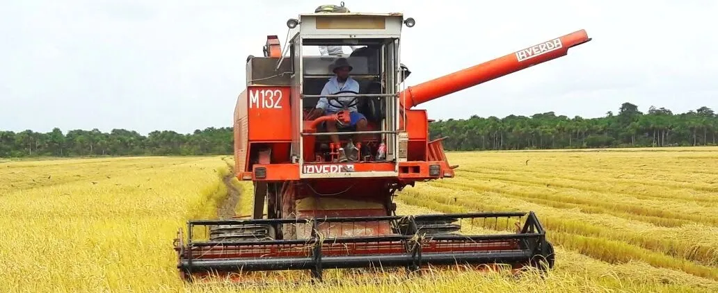 Record rice crop brings optimism but falling global prices pose challenges