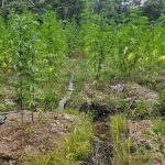 Ganja worth almost $62 million destroyed at Low Wood 