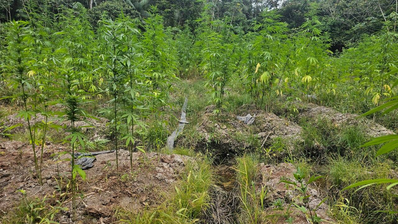 Ganja worth almost $62 million destroyed at Low Wood