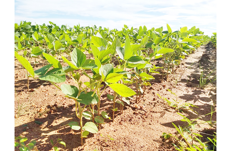 Agri. Month launched with focus on sectoral advancement
