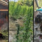 Ganja worth $1 billion destroyed after Berbice River operation