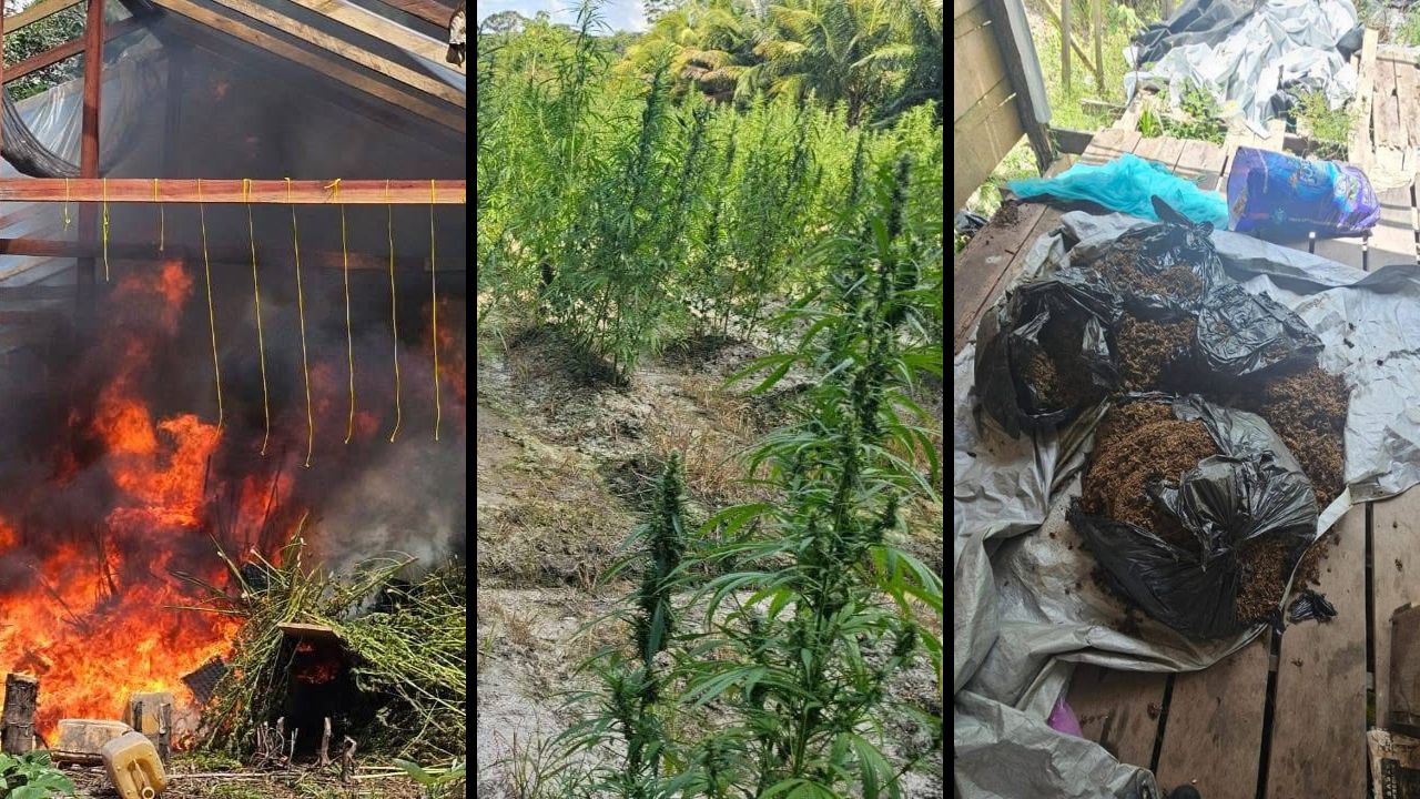Ganja worth $1 billion destroyed after Berbice River operation
