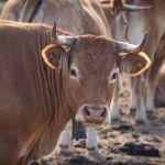 Inaugural Ruminant expo, competition to be held in Berbice