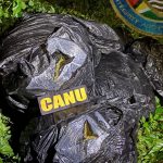 Over 200 pounds of ganja found along Corentyne River