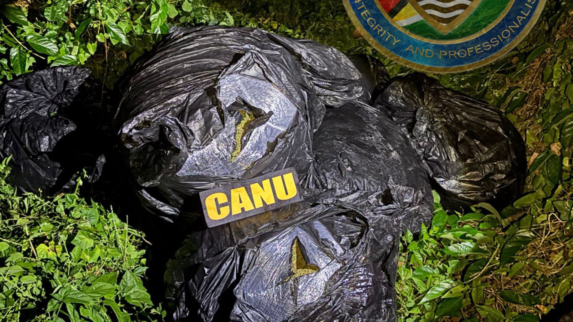 Over 200 pounds of ganja found along Corentyne River