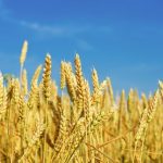 Wheat grain research ongoing as agriculture ministry invests heavily in research-driven projects