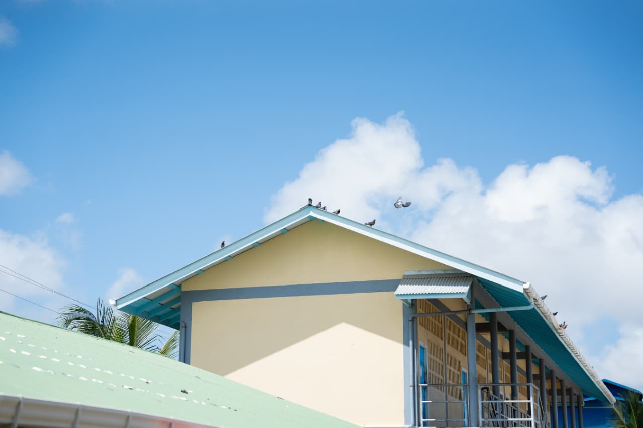 Ministry moves to tackle pigeon infestation at BV, Annandale and Golden Grove schools 