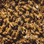 Another bee attack claims second life in one week