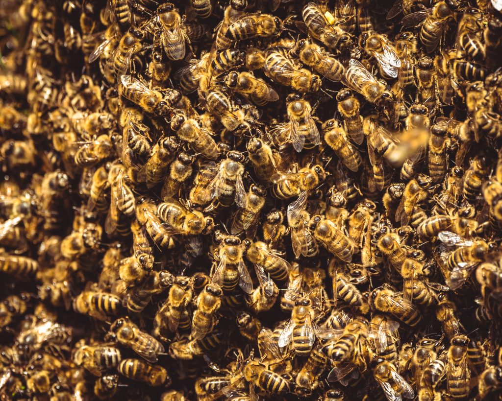 Another bee attack claims second life in one week