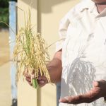 President announces $2.7 billion support for rice farmers 