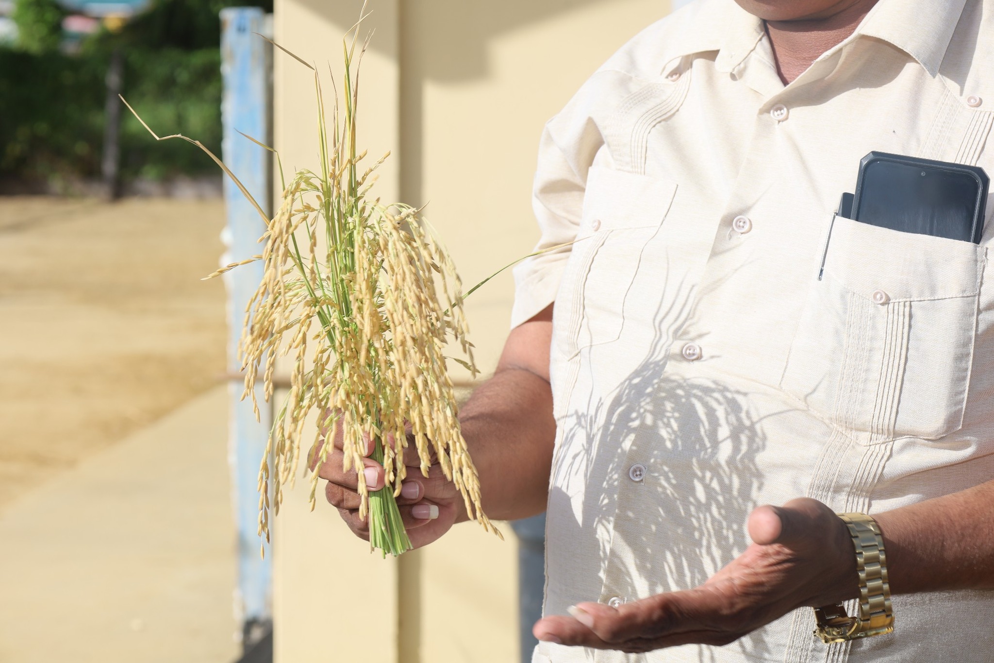 President announces $2.7 billion support for rice farmers