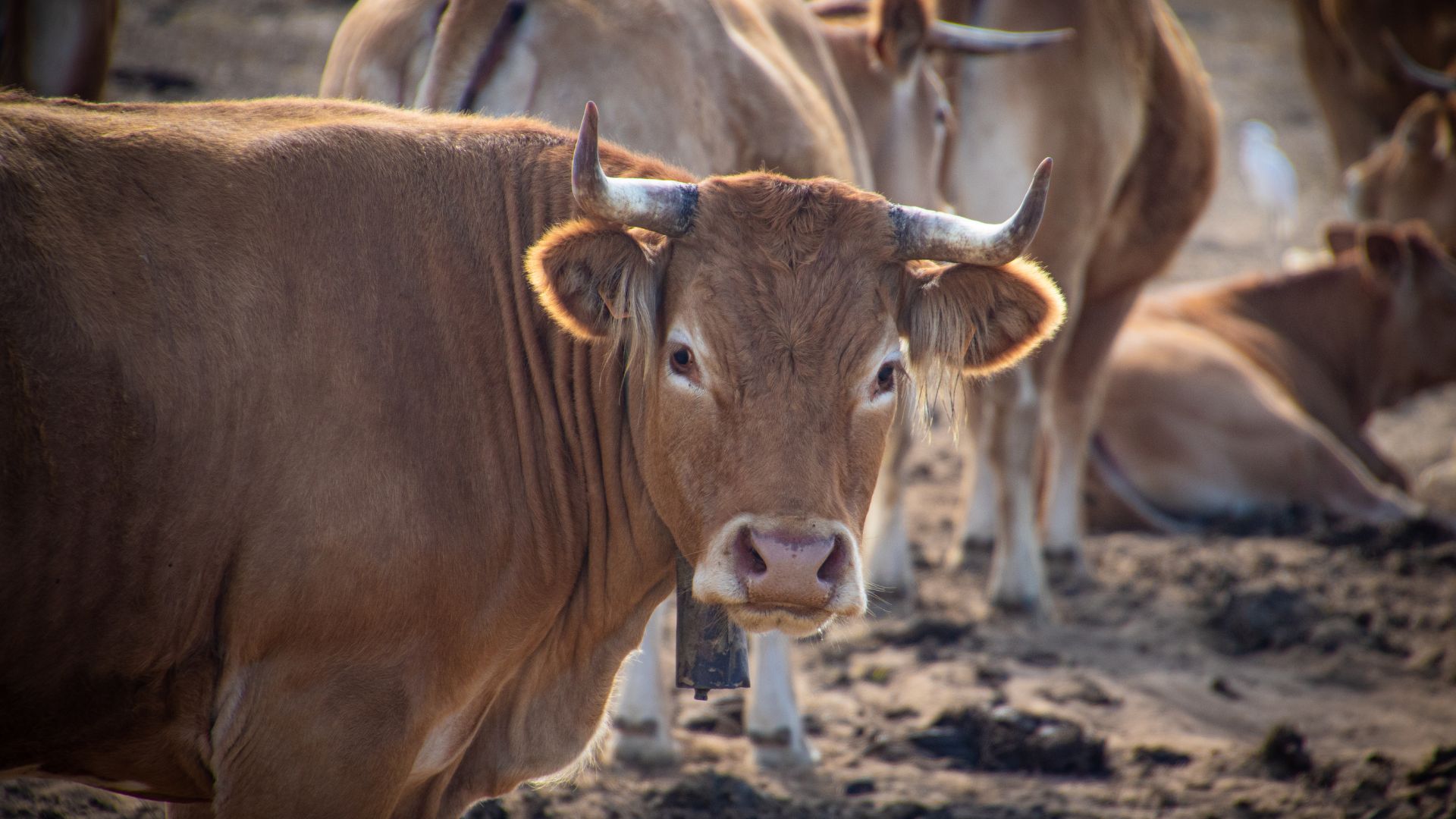 Gov’t tackling beef shortage with expansion plans at Leguan