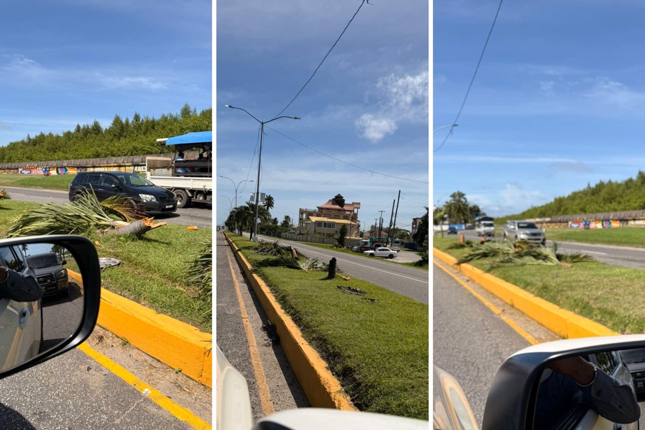 Driver who damaged palms trees charged, compensates Public Works Ministry