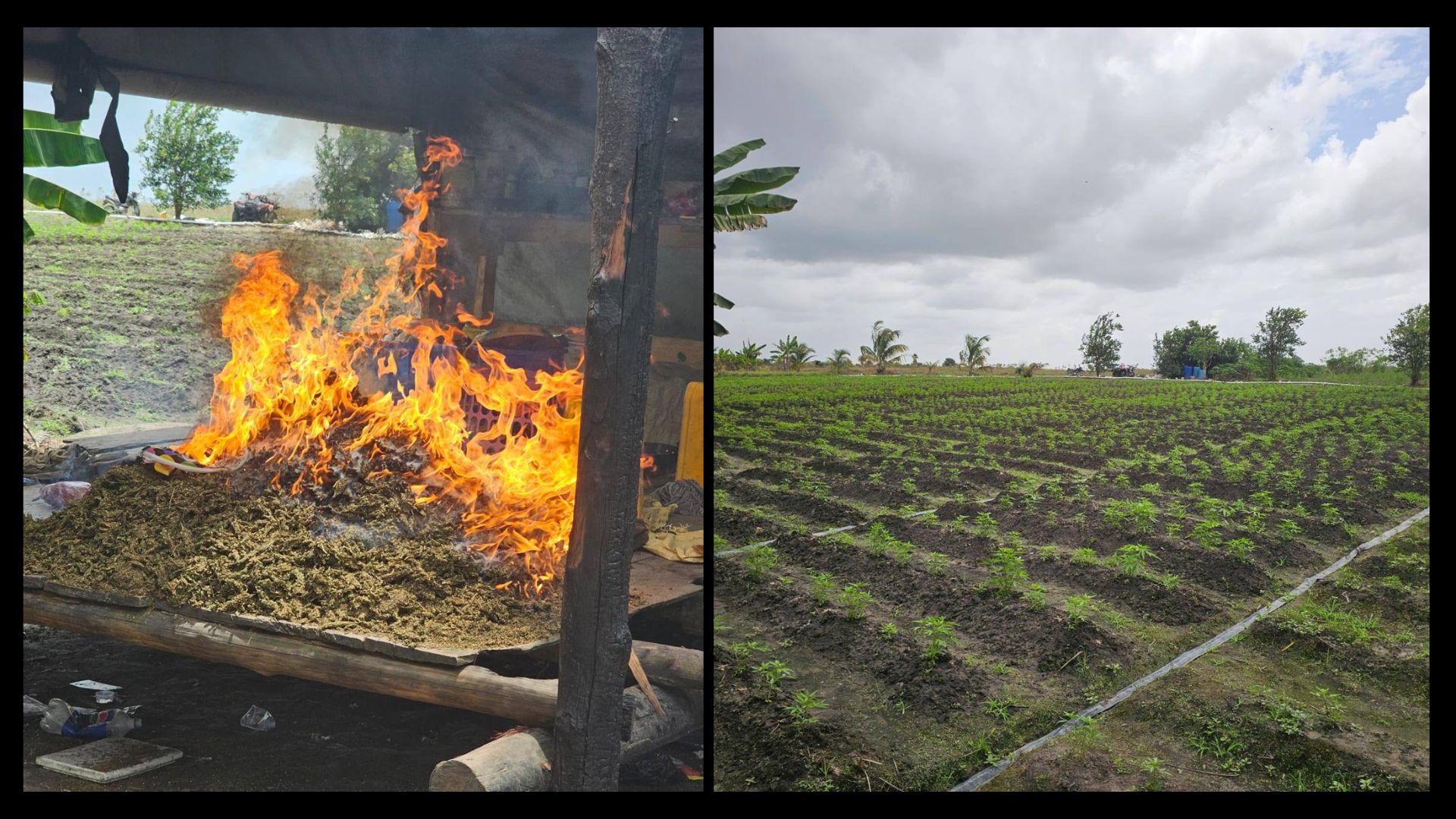$219.4M worth of cannabis destroyed in Upper Berbice River operation