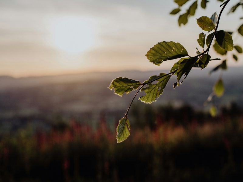 WEEKLY DEVOTIONAL: Created For His Pleasure